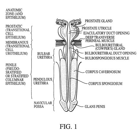 dick pics|Penis: Anatomy, Picture, Erection, and Ejaculation